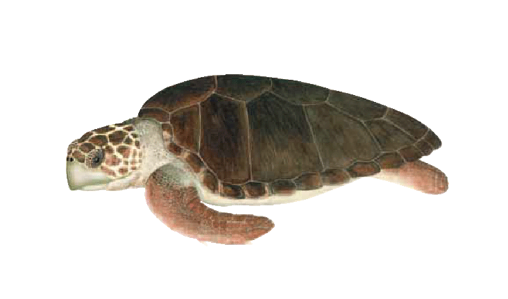 tortue grosse tete