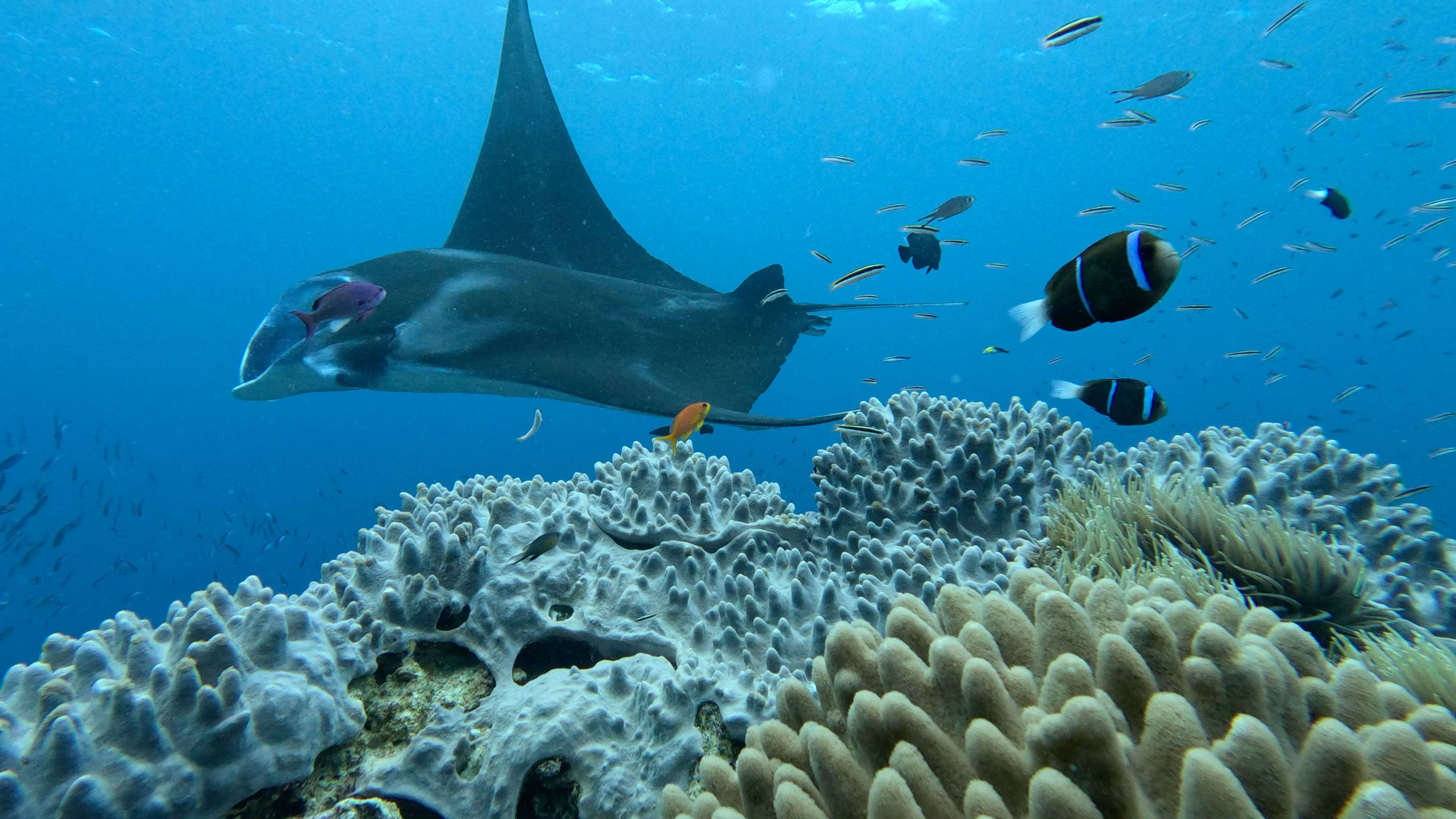raies manta dans les pléiades à Ouvéa