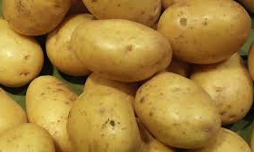 Pomme de terre Calédonienne