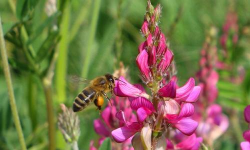 Les abeilles sont indispensables